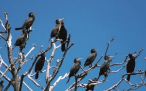 Konferencja  pn. &bdquo;Wpływ kormoran&oacute;w na rozw&oacute;j turystyki na Pojezierzu Drawskim&rdquo;